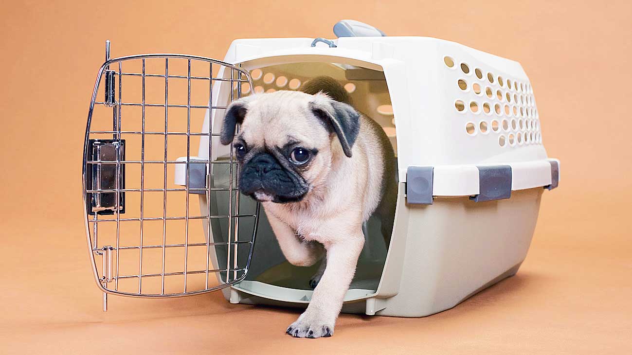 The Growing Need for Pet Shipping Services